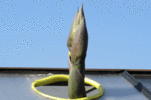Bildlink