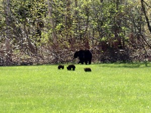 Bärenbegegnung in der Gaspésie