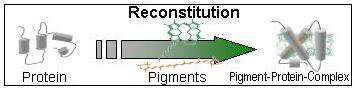 Reconstitution