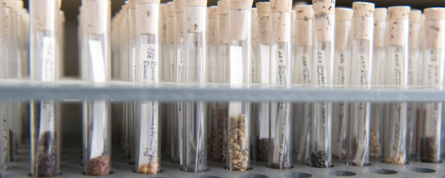 Die Archäobotanische Vergleichssammlung beinhaltet einheimische und exotische Samen, Körner und Kerne. (Foto: Peter Pulkowski) Die Archäobotanische Vergleichssammlung beinhaltet einheimische und exotische Samen, Körner und Kerne. (Foto: Peter Pulkowski)