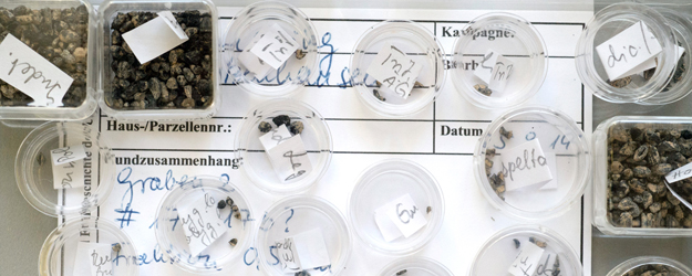 Aktuell untersucht Dr. Margarethe König rund 2.200 Jahre alte Körner aus Otzenhausen im Saarland. (Foto: Peter Pulkowski) Aktuell untersucht Dr. Margarethe König rund 2.200 Jahre alte Körner aus Otzenhausen im Saarland. (Foto: Peter Pulkowski)