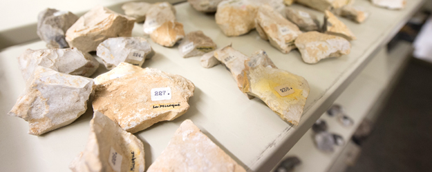 Die Lehrsammlung beinhaltet auch vielzählige Steinstücke aus der Mittleren Altsteinzeit, die vor etwa 300.000 bis 200.000 Jahren eingesetzt hat. (Foto: Peter Pulkowski) Die Lehrsammlung beinhaltet auch vielzählige Steinstücke aus der Mittleren Altsteinzeit, die vor etwa 300.000 bis 200.000 Jahren eingesetzt hat. (Foto: Peter Pulkowski)