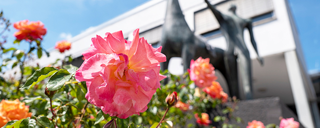 Über 50 verschiedene Rosensorten schmücken mittlerweile die Beete vor Philosophicum und Georg Forster-Gebäude. (Foto: Stefan F. Sämmer) Über 50 verschiedene Rosensorten schmücken mittlerweile die Beete vor Philosophicum und Georg Forster-Gebäude. (Foto: Stefan F. Sämmer)