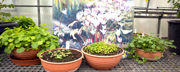 Eine Ausstellung zeigte die neuen Werke von Künstlerin Julia Belot nach Motiven aus den Gewächshäusern des Botanischen Gartens. (Foto: Stefan F. Sämmer) Eine Ausstellung zeigte die neuen Werke von Künstlerin Julia Belot nach Motiven aus den Gewächshäusern des Botanischen Gartens. (Foto: Stefan F. Sämmer)