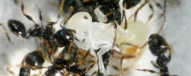 Slave rebellion: A slavemaker pupa is killed by enslaved host workers of the species <i>T. longispinosus</i>. (photo: Alexandra Achenbach) Slave rebellion: A slavemaker pupa is killed by enslaved host workers of the species <i>T. longispinosus</i>. (photo: Alexandra Achenbach)