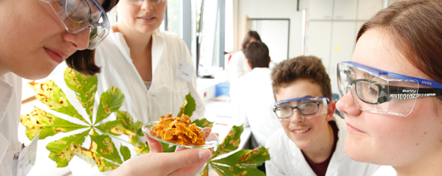In this experiment, the pupils were trying to produce indigo blue from chestnut tree branches. (photo: Thomas Hartmann) In this experiment, the pupils were trying to produce indigo blue from chestnut tree branches. (photo: Thomas Hartmann)