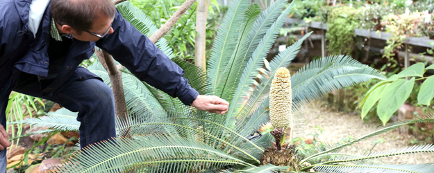 Encephalartos villosus (photo: Stefan F. Sämmer) Encephalartos villosus (photo: Stefan F. Sämmer)