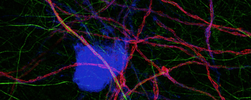 //www.blogs.uni-mainz.de/juggle/dr-robin-white/