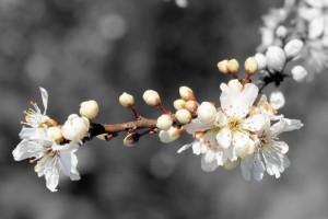 Zweig mit Blüten