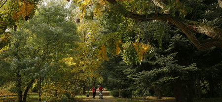 Arboretum in the Botanic Garden at JGU Mainz