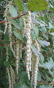 Spalier-Becherkätzchen