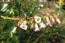 Roter Andenstrauch Zweig