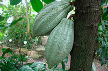 Kakaofrüchte