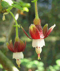 Die Blüten der Bitteren Stachelbeere