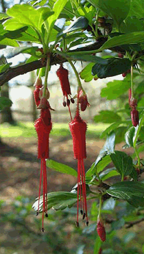 Blüten der Prächtigen Stachelbeere