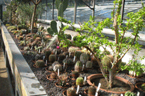 Sukkulentenhaus | Botanischer Garten der Johannes Gutenberg-Universität  Mainz