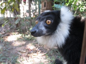 Alle Lemurarten Madagaskars sind endemisch, das heißt sie existieren nur auf der Insel. Hier ein besonders süßer Vertreter seiner Art!