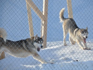 NC_WildlifeSvalbard