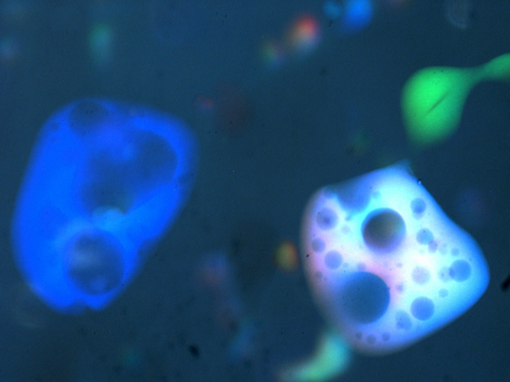 Swiss cheese microstructure grown and coarsened in a suspension containing few odd particles