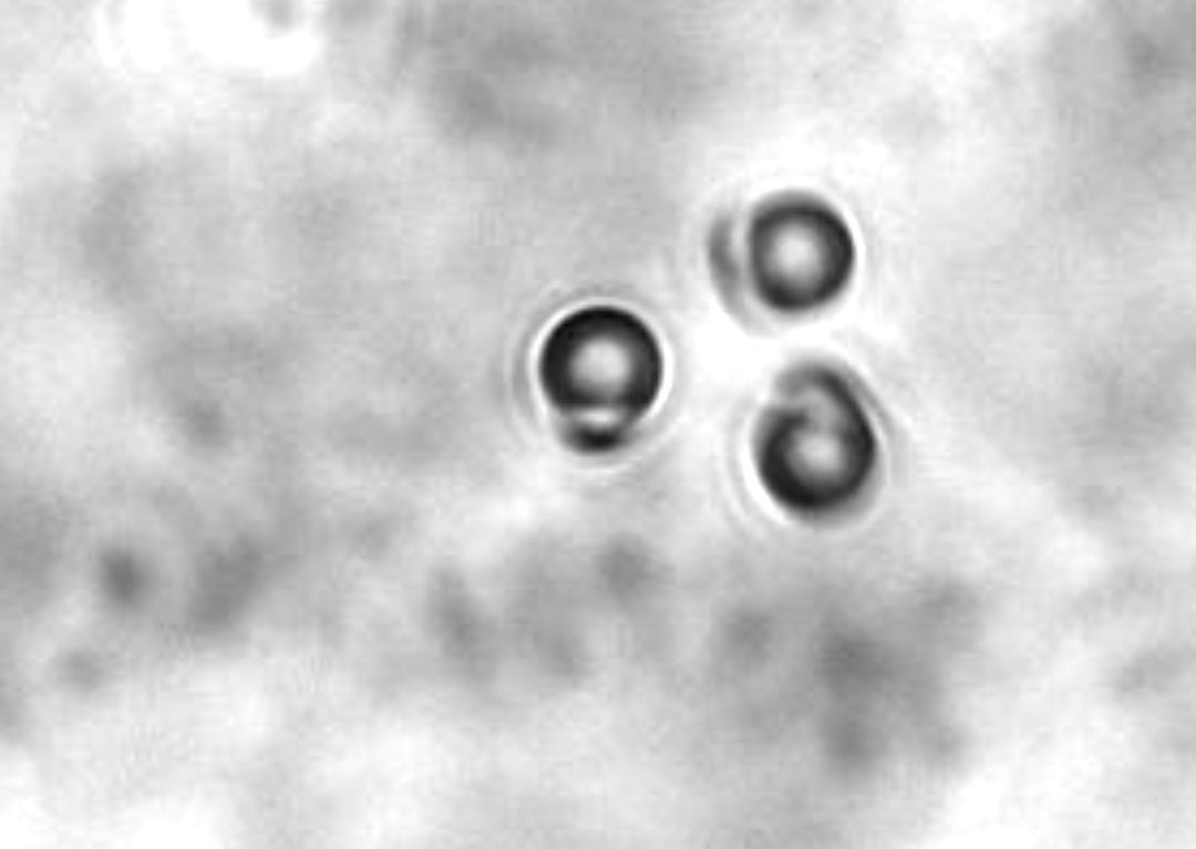 three snowmen dancing the Quincke