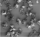  controlled crystallization of CaCO3 