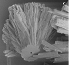  controlled crystallization of CaCO3 