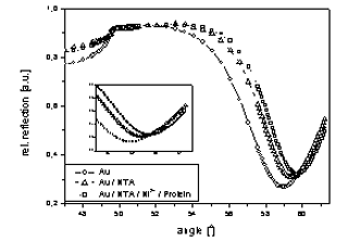 SPR curves of gold (circles), NTA alkanethiol on gold (triangles) and immobilized silicatetin (squares)