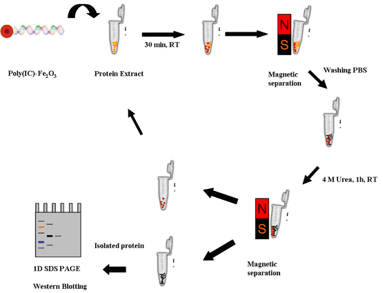 Protein Separation