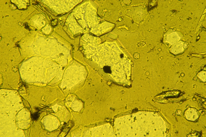 Leucite lamproite from Gaussberg, Antarctica: note spinel inclusions in olivine phenocrysts and full crystal shapes of leucite microcrysts within the yellow glass