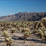 Joshua Tree - Cholla Cactus Garden