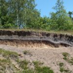 Überwehter Podsol an der Düne am Treßsee bei Flensburg Überwehter Podsol an der Düne am Treßsee bei Flensburg