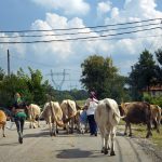 Craiova: auf dem Land