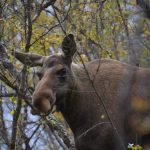 Elch in freier Wildbahn