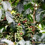 Kaffee, Bolavenplateau
