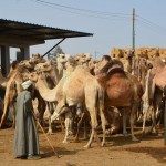Kamelmarkt (Kairo): Verkauf von Kamelen zur Fleischversorgung (Sinai-Halbinsel: Kamelzucht für Rennen) © Rosner 2013