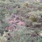 Kornenmonitorin Rhonetal