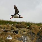 Papageientaucher Dyrólaey