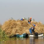 Sulina: Schilfernte