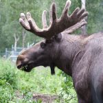 Elch im Polarzoo, Norwegen