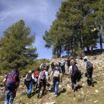 Dendro-Sampling