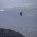 Geier und Monokultur Olive bei Cazorla