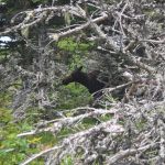 Elch auf Cape Breton (© Laura Wielert, Theresa Kapell und Elisabeth Sommerlad)