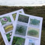 Dünenkartierung Texel