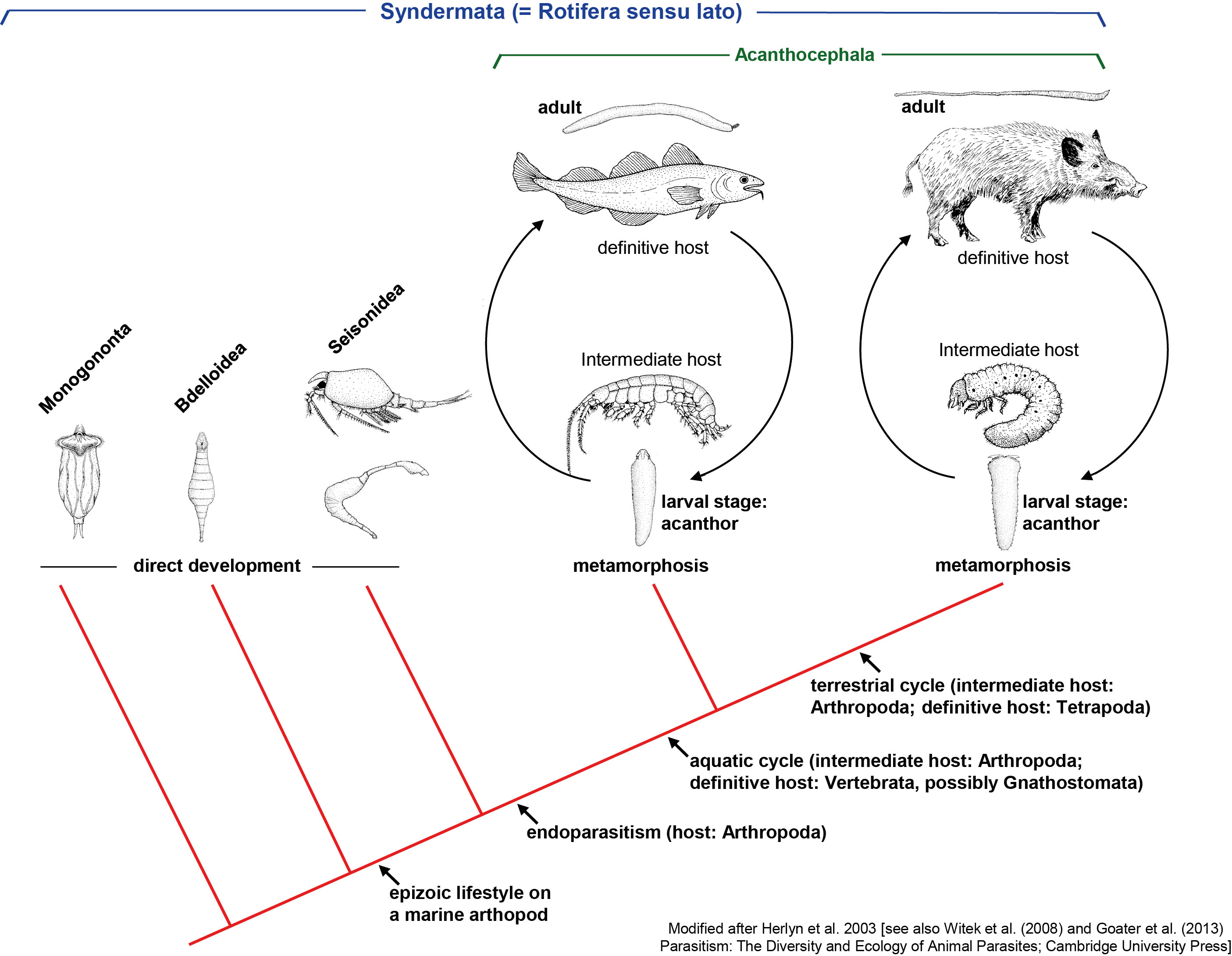 what is evolutionary perspective in anthropology
