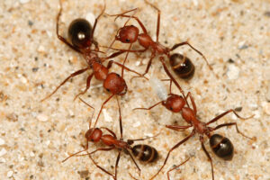 Cataglyphis desert ants
