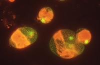 Eleocytes