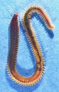 Platynereis bicanaliculata