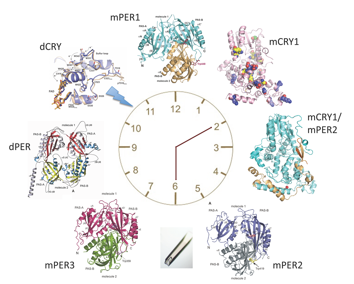 Structural and biochemical characterization of circadian clock proteins