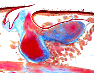 Symbiotic Streptomyces bacteria in the antennal glands of a female European beewolf, © Martin Kaltenpoth 