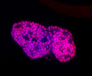 O. surinamensis bacteriome